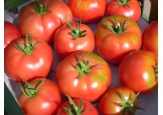 Field tomatoes Secretos de...