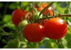 Tomaques del terreno Secretos de Jávea - 3 kg 2